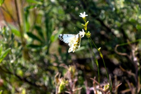 Western White Pontia (Pontia occidentalis) photo