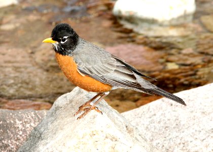 756 - AMERICAN ROBIN (5-11-08) scc, az -01