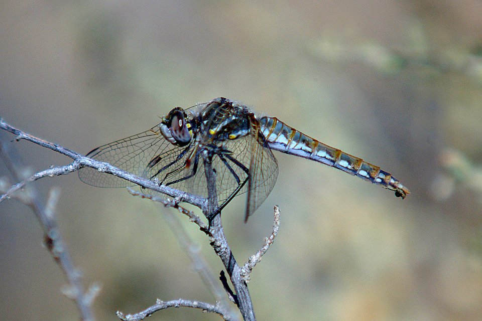 MEADOWHAWK, VARIEGATED (sympetrum corruptum) (10-8-07) fem, carrizo plain, san luis obispo co, ca -01