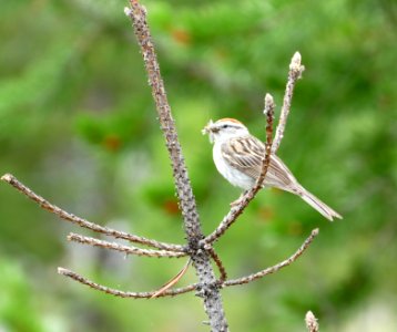 Chipping sparrow