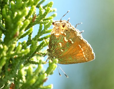 HAIRSTREAK, OLIVE JUNIPER (Callophrys gryneus gryneus(4-17-2019) edwards co, tx -01