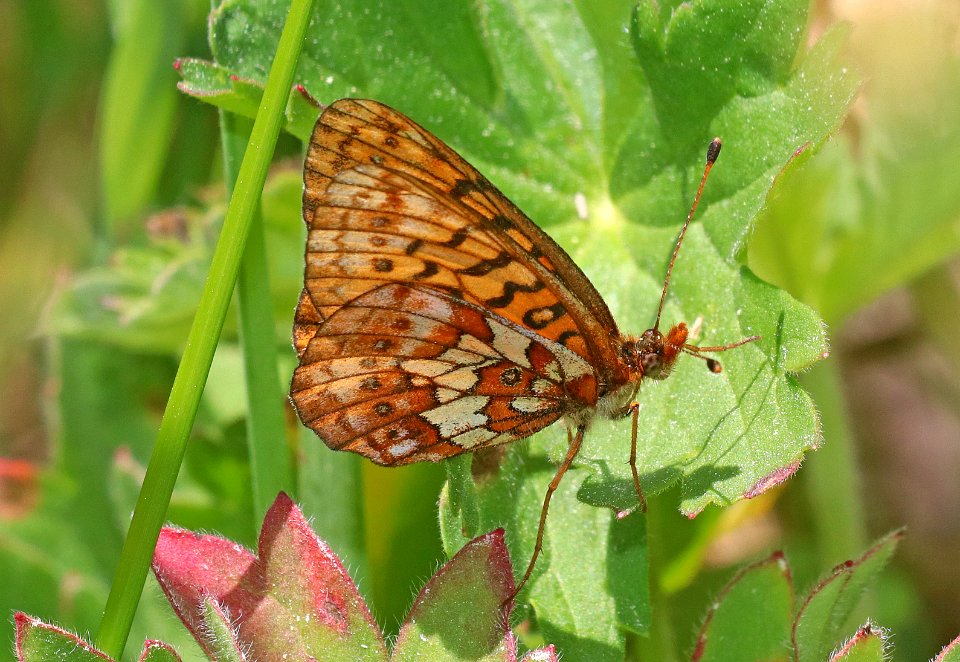 FRITILLARY, PURPLISH (Boloria montinus) (7-18-2020) 7800 ft, teton co, wy -02