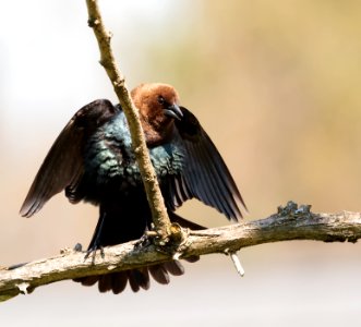 Brown-headed Cowbird photo