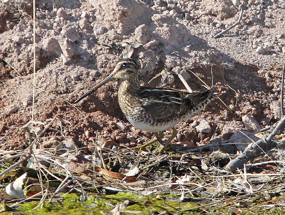 SNIPE, WILSON'S (315-11) pena blanca lake, scc, az -01