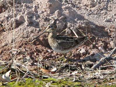 SNIPE, WILSON'S (315-11) pena blanca lake, scc, az -01