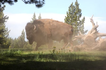 Bison wallowing in Norris Campground photo