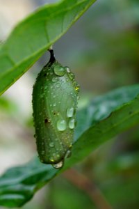 Monarch Butterfly Chrysalis photo