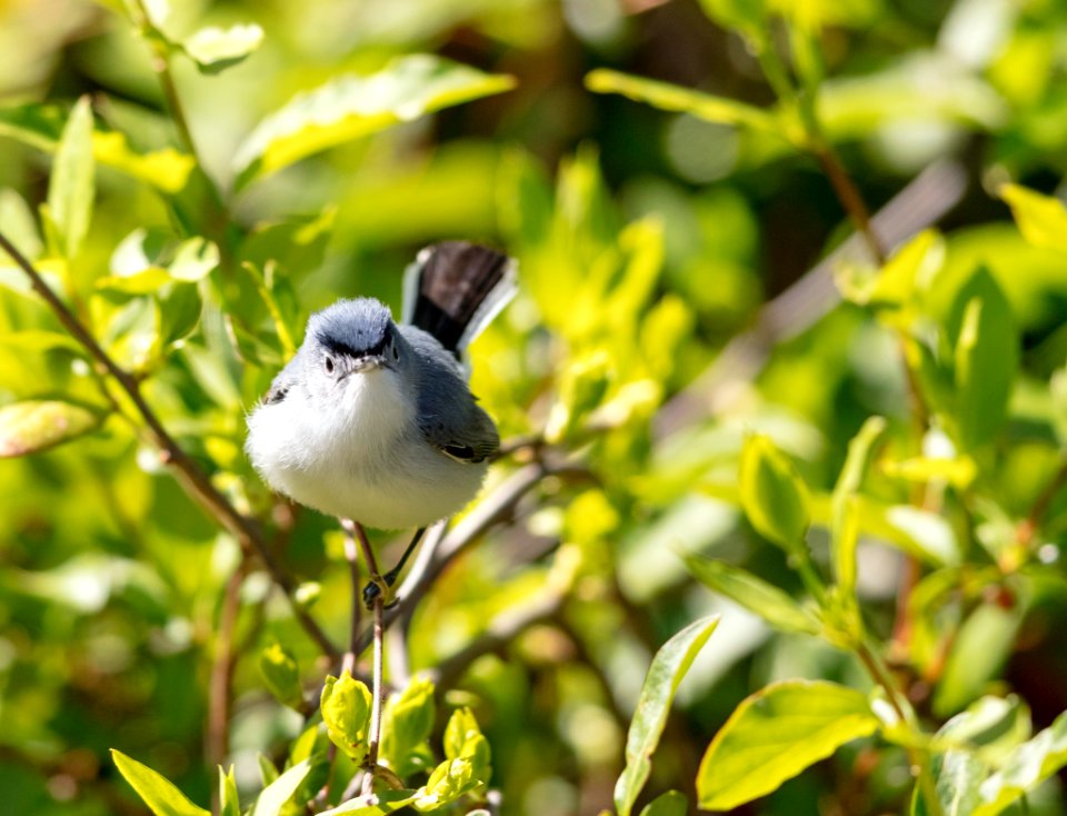 Blue-gray Gnatcatcher