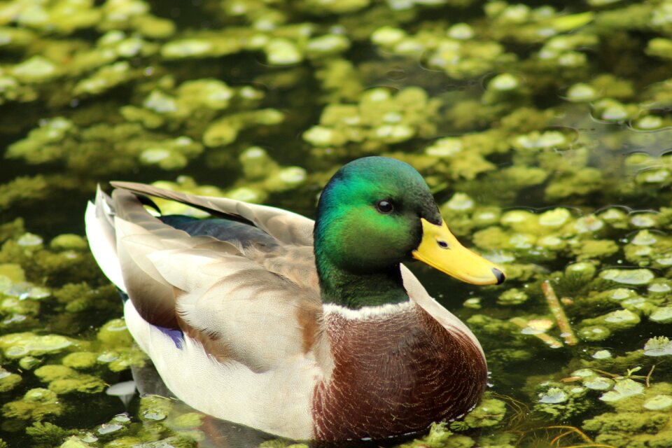 Duck bird swim water
