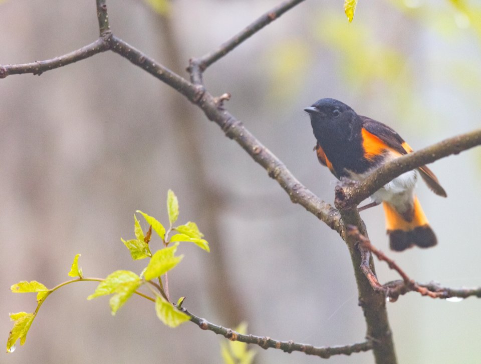 American Redstart