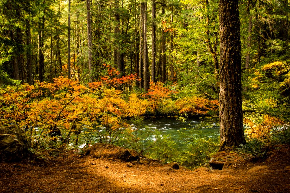 Fall color McKenzie River, Oregon