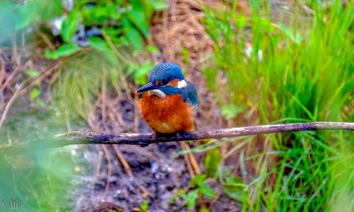 Kingfisher photo