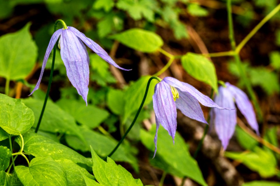 Rocky Mountain Clematis  - Clematis columbiana