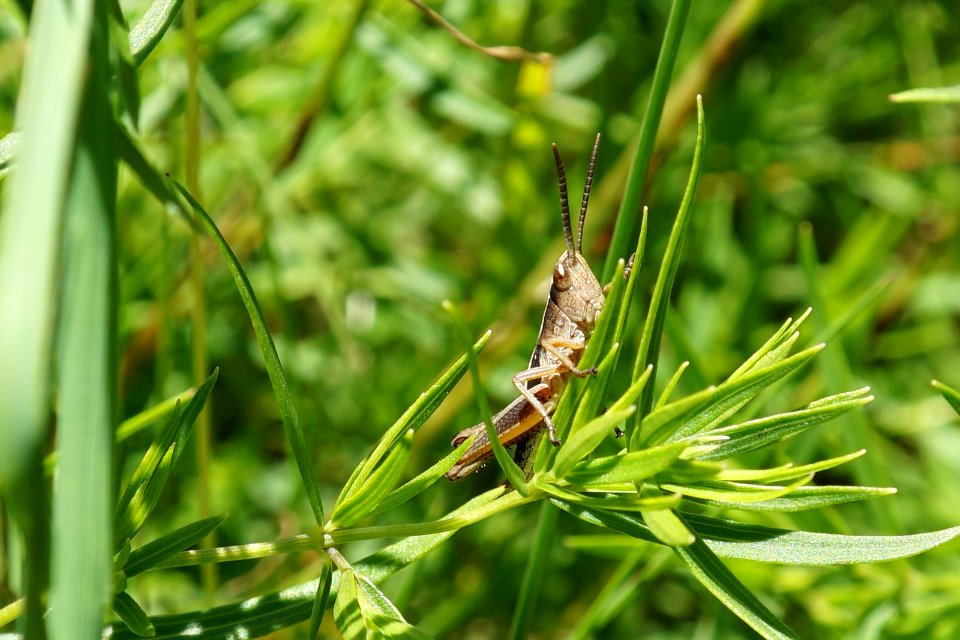 Grasshopper