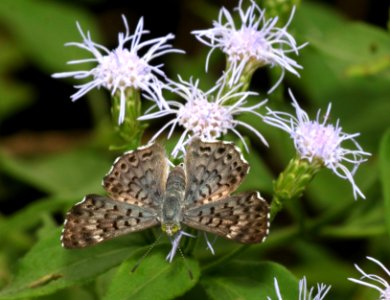 METALMARK, BLUE (Lasaia sula) (11-14-2016) resaca de la palma s p, cameron co, tx -04 female