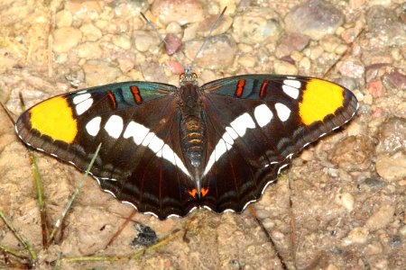 SISTER, ARIZONA (Adelpha eulalia) (10-3-11) sawmill canyon, huachuca mts, cochise co, az  (2)