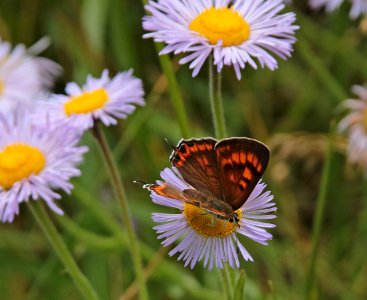 COPPER, TAILED (Lycaena arota) (8-14-2019) 9100 ft, sante fe nat forest, los alamos co, nm  -01