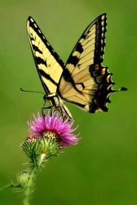 Eastern Tiger Swallowtail Butterfly