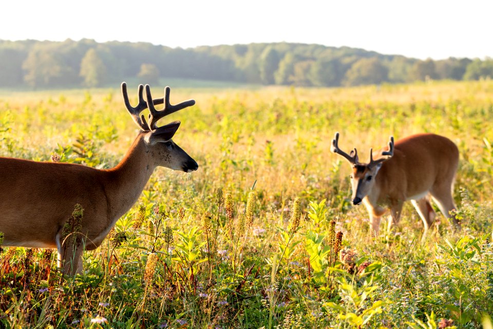 White-tailed Deer- Bucks in Velvet