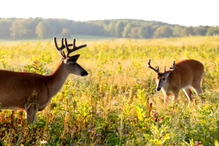 White-tailed Deer- Bucks in Velvet photo