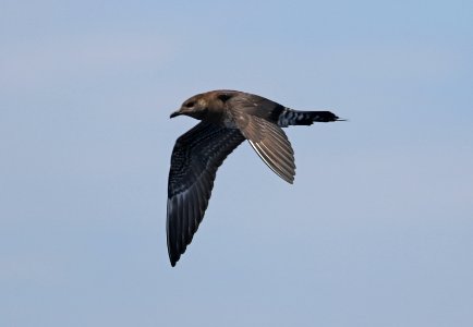 398 - LONG-TAILED JAEGER (6-2-2017) off hatteras, dare co, nc -08