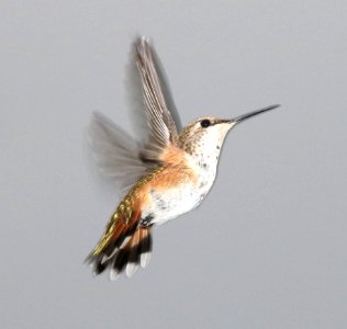 504 - RUFOUS HUMMINGBIRD (9-3-2015) 78 circulo montana, patagonia lake ranch estates, scc, az -01 imm female