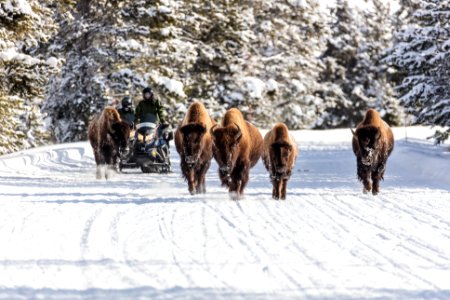 Snowmobiles passing bison on the road (5) photo