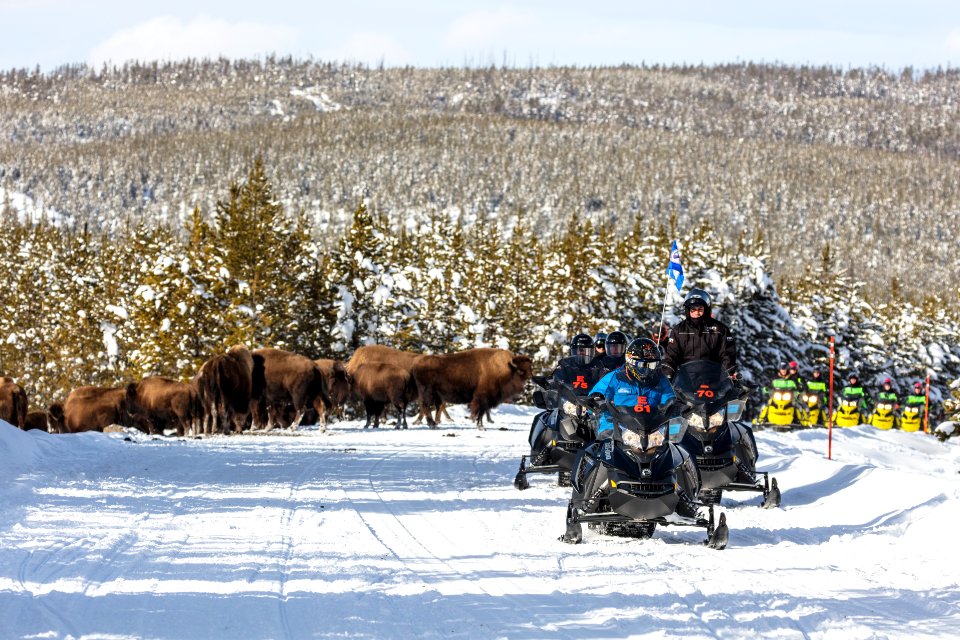Snowmobilers pass a group of bison near Norris Geyser Basin Overlook