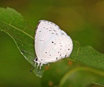 AZURE, SUMMER (Celastrina neglecta) (6-6-2017) croatan nat forest, carteret co, nc -01 photo