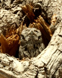 453 - WESTERN SCEECH OWL (2-8-2019) san pedro house, cochise co, az -02