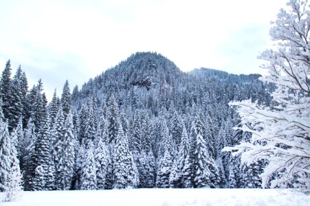 Snowy trees and field, Cascade mountains, Oregon photo