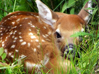 White-tailed Deer- Fawn photo