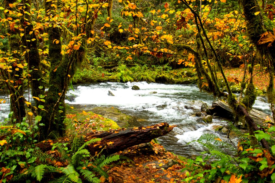 Sweet Creek Trail, Oregon