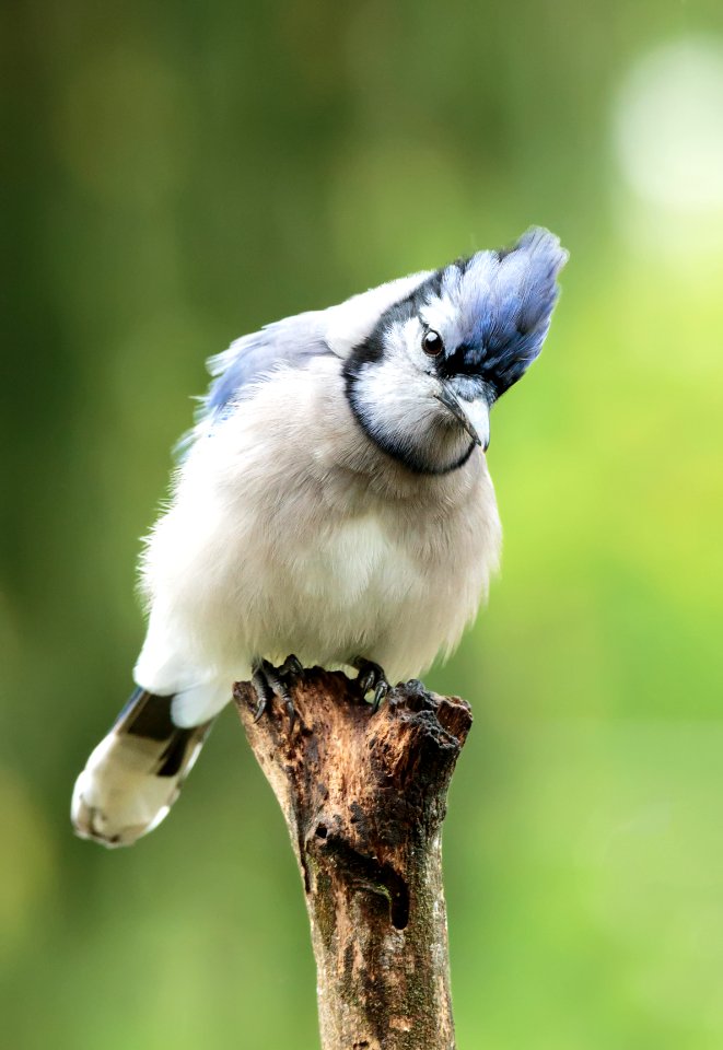 Blue Jay