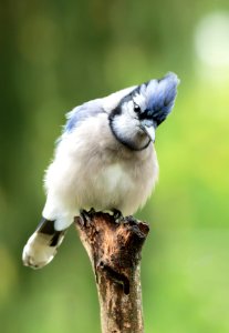 Blue Jay photo
