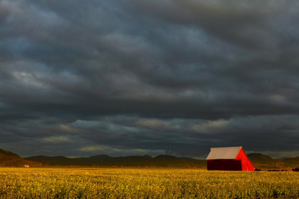 Red barn in a turnip seed field, Willamette Valley, Oregon