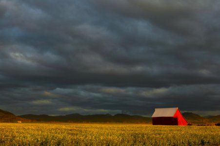 Red barn in a turnip seed field, Willamette Valley, Oregon photo