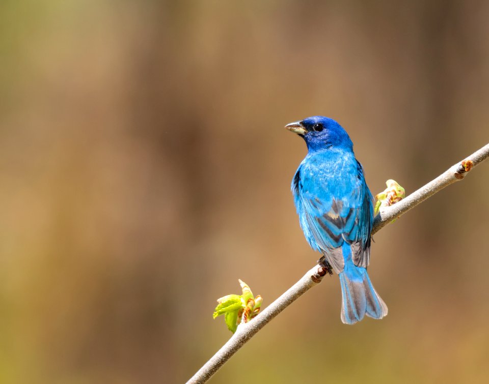 Indigo Bunting (male) photo