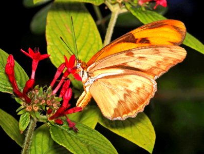 HELICONIAN, JULIA (Dryus julia) (2-3-2016) key largo, monroe co, fl