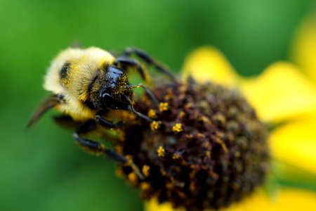 Bee on Grey Headed Coneflower photo