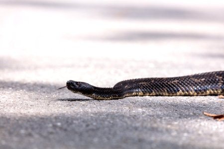 Eastern Timber Rattlesnake