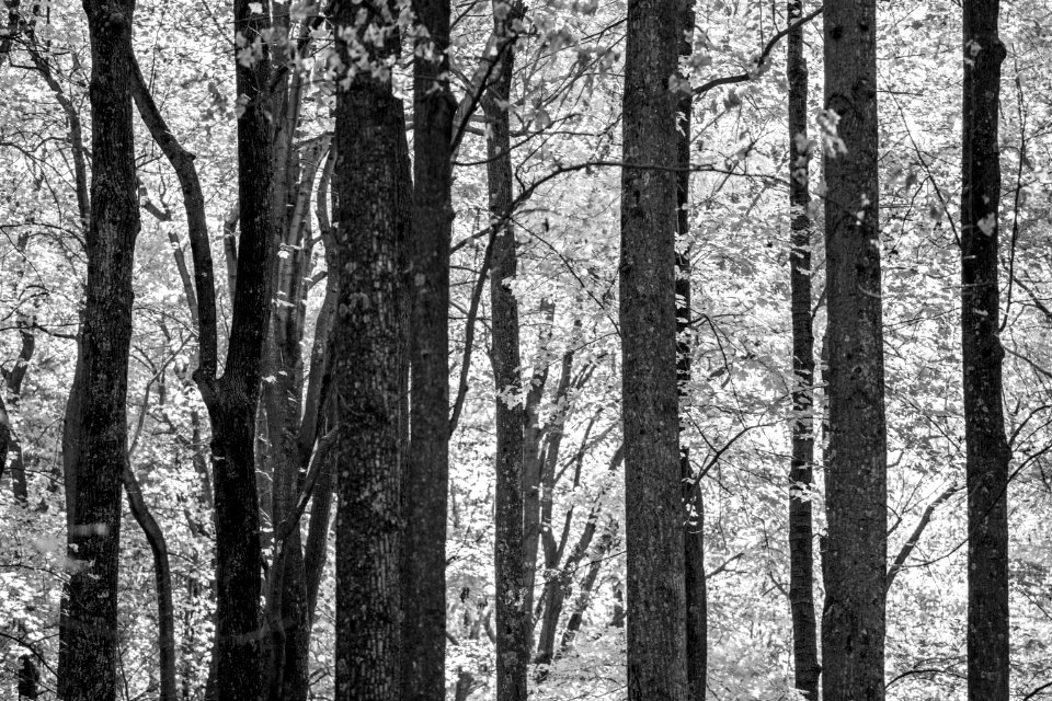 Black and White Poplars