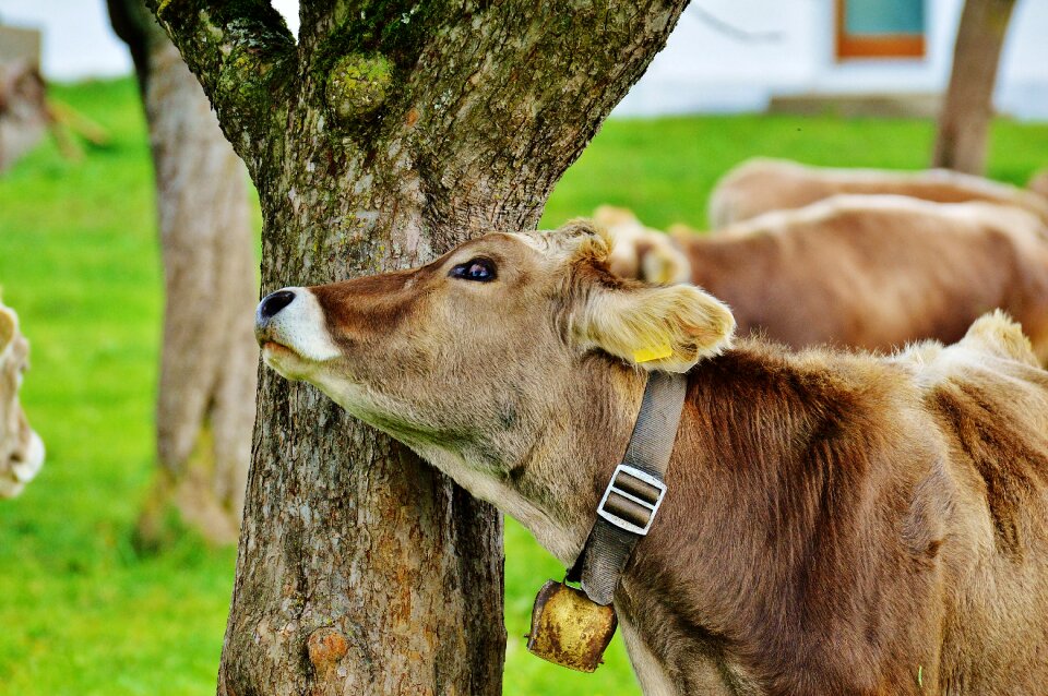 Cute ruminant dairy cattle