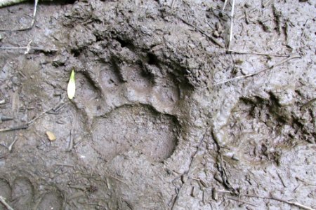 Black Bear Track in Mud photo