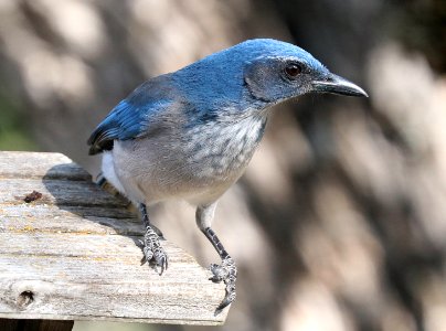642 - WOODHOUSE'S JAY (10-20-2020) 3400 ft, edwards county, texas -01