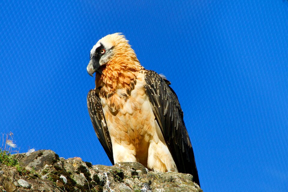 Birds raptor bearded vulture