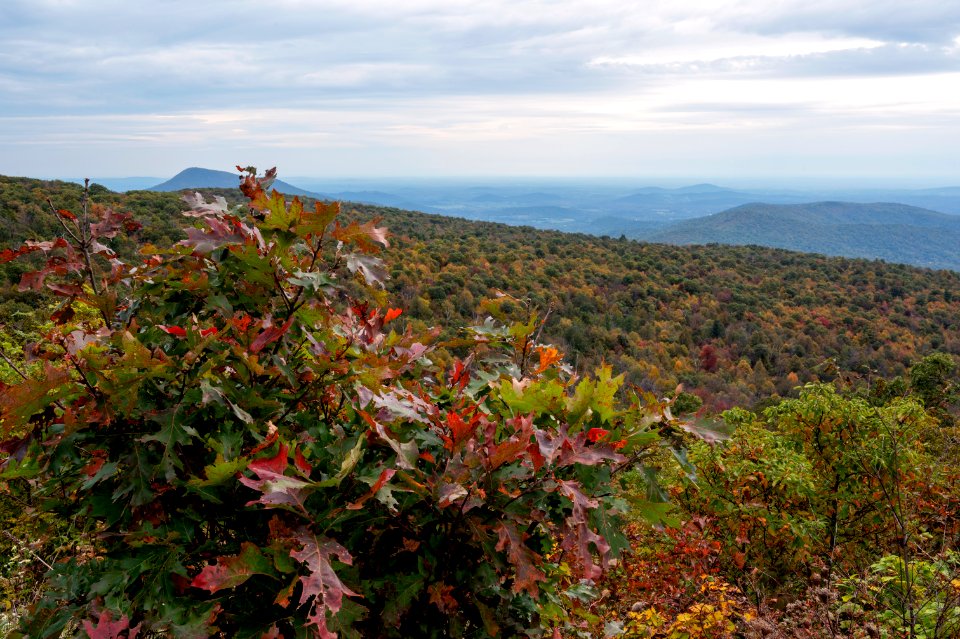 Oak Leaves Turning Color photo