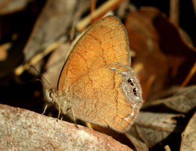 SATYR, NABAKOV'S (Cyllopsis pyracmon) (5-30-2019) ramsey canyon, huachuca mts, cochise co, az -01