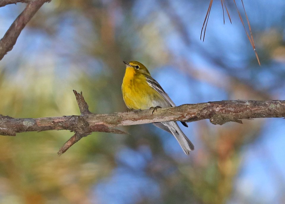 834 - PINE WARBLER (11-1-2016) kisatchie nat for, evangeline parish, la -01