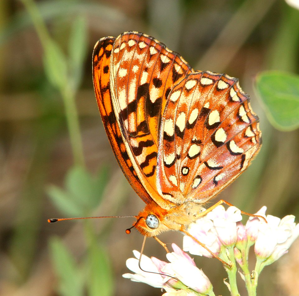 FRITILLARY, HYDASPE (Speyeria hydaspe) (6-15-2014) fr 19N01, thompson ridge, 4 m n-e of happy camp, siskiyou co, ca  (5)